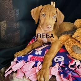 Reba McEntire - Rd whtn brn nose female Rhodesian Ridgeback puppy in Waterloo, Nebraska from Bar B Ridgebacks