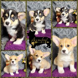 Pembroke Welsh Corgi Puppies from Arrowleaf Corgis