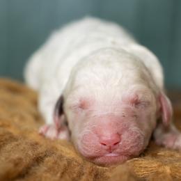 Green - Brown and white male Sheepadoodle puppy in Youngstown, Florida from Wonderland’s Boujie Kennels