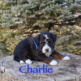 Charlie - Sable male Bernedoodle puppy in Heyworth, Illinois from Cobble Creek Puppies