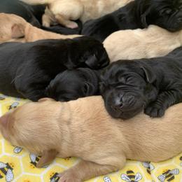 Yellow Girl - Yellow female Labrador Retriever puppy in Geneva, Florida from Salty Duck Retrievers