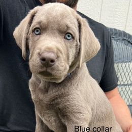 Blue collar - Silver male Dilute Retriever puppy in Valley Center, California from Stunning Silver Bullets Labradors
