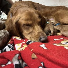 Golden Retriever Puppies from Golden Paws