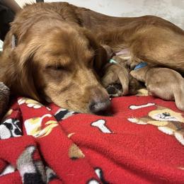 Golden Retriever Puppies from Golden Paws
