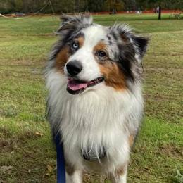 Miniature Australian Shepherds from Kelly's Miniature Australian Shepherds