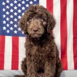 Angelica - Chocolate female Goldendoodle puppy in Tybee Island, Georgia from Castaway Doodles