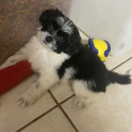 Companion Cross Puppies from Puppies Full of Love