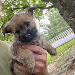Cairn Terrier Puppies from Shining Waters Farm