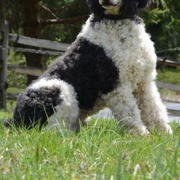 Poodle All Grown Up from Middlebranch Farm Standard Poodles