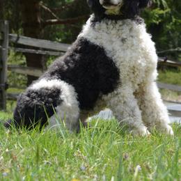 Poodle All Grown Up from Middlebranch Farm Standard Poodles