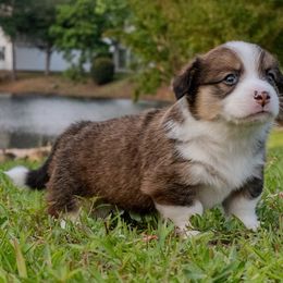 Pembroke Welsh Corgis from Surfside Corgis South Carolina