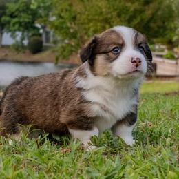 Pembroke Welsh Corgis from Surfside Corgis South Carolina