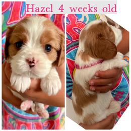 Hazel - Blenheim female Cavalier King Charles Spaniel puppy in Atwater, California from Countryside Royalty Cavaliers