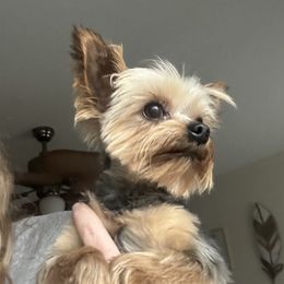Hercules  - Yorkshire Terrier