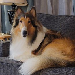 Wilson - Collie