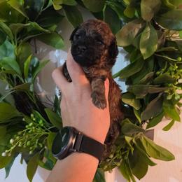 Skyy - Brindle female Poodle puppy in Plainfield, New Jersey from Caris Paws Poodles and Labradoodles