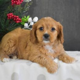 Judy - Red female Cavapoo puppy in Honey Brook, Pennsylvania from Stoltzfus Family Puppies (license number 18844)
