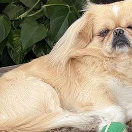 Dudley - Pekingese