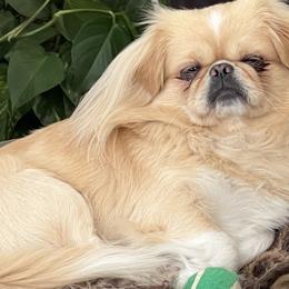 Dudley - Pekingese