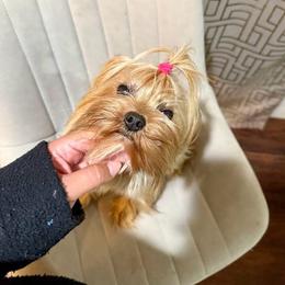 Kissa - Blue and gold female Yorkshire Terrier puppy in Burleson, Texas from BabydollYorkiesofTexas