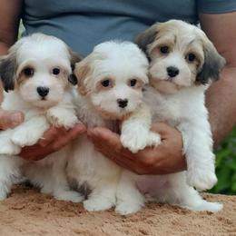 Cavachon, Cavalier King Charles Spaniel, Cavapoo, and Havanese Puppies from Peaks Pups & Cavachon Love Chocolate Cavaliers, Cavaliers, Cavachon’s, Cavapoos & Havanese