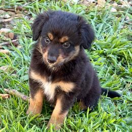 Doc - Black tri male Miniature Australian Shepherd puppy in Mc Lean, Illinois from Kickapoo Creek Toy & Mini Aussies