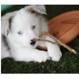 Miniature Australian Shepherd and Toy Australian Shepherd Puppies from Stone & Sage ATX Toy & Mini Aussies