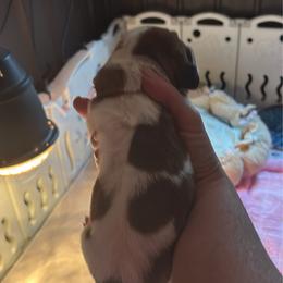 Sugar - Mahogany and white female Basset Hound puppy in Manton, Michigan from BeckysBassets