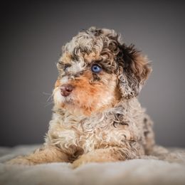 Cashmere - Merle female Bernedoodle puppy in Caldwell, Idaho from Boise Doodle Co.