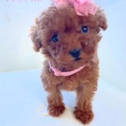 Freckles - Red  female Poodle puppy in Gilbert, Arizona from My Poodle Bears