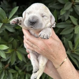 Golden Retriever Puppies from Sanctuary Ranch Goldens