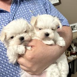 Maltese Puppies from Regal Maltese