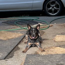 Victor - Australian Cattle Dog