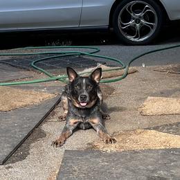 Victor - Australian Cattle Dog
