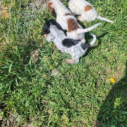 Dachshund Puppies from Rebekah's Dachshunds
