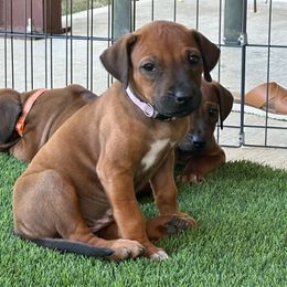 Katy - Rd whtn blk nose female Rhodesian Ridgeback puppy in Montgomery, Texas from Timber Ridge Kennels