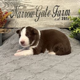 Autumn - White and red female Border Collie puppy in Moody, Texas from Narrow Gate Farm
