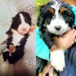 Bernedoodle Puppies from Flat Creek Bernedoodles