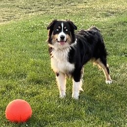 Brock - Australian Shepherd