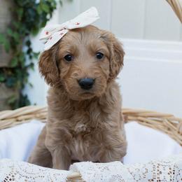 Chewy - Chocolate female Goldendoodle puppy in Yucaipa, California from Golden Padawan Puppies