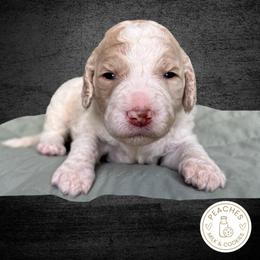 Biscuit - Cream female Labradoodle puppy in Kingman, Arizona from The Dood Ranch