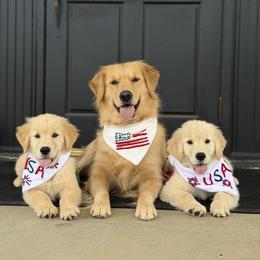 Golden Retriever Puppies from Glimmer Goldens