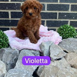 Violetta - Red  female Goldendoodle puppy in Mint Hill, North Carolina from DoodleForever