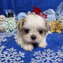 Cream white boy - Cream and white male Shih Tzu puppy in Vinita, Oklahoma from Locust Creek Shih Tzu & Havanese