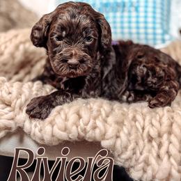 Riviera - Chocolate female Australian Labradoodle puppy in Decatur, Alabama from Southern Meadows Doodles