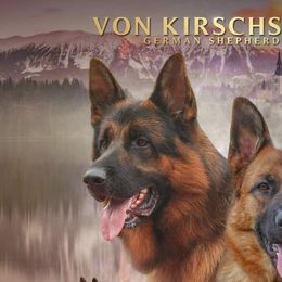 German Shepherds from Kirschstrase GSD