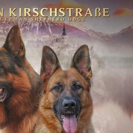 German Shepherds from Kirschstrase GSD