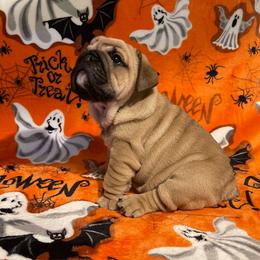 Shlub - Fawn male Bulldog puppy in Jacksonville, Florida from Semper Fi Bulldogs