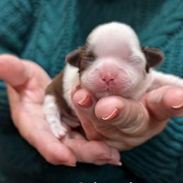 Boy 2 - male Shih Tzu puppy in Ruffs Dale, Pennsylvania from RAM Shih Tzus Rolling Hills of PA