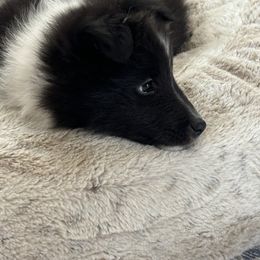 Shetland Sheepdog Puppies from SquiresShelties